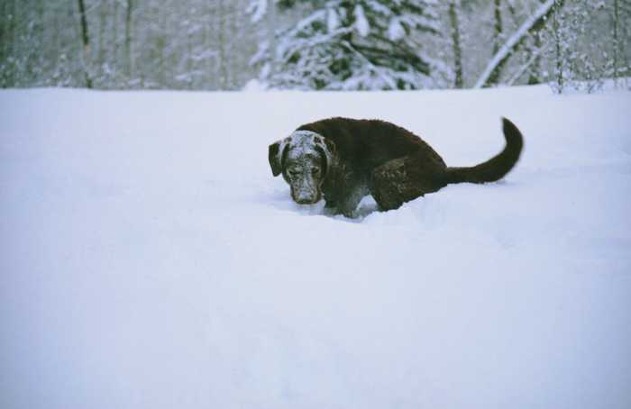 brown dog in snow