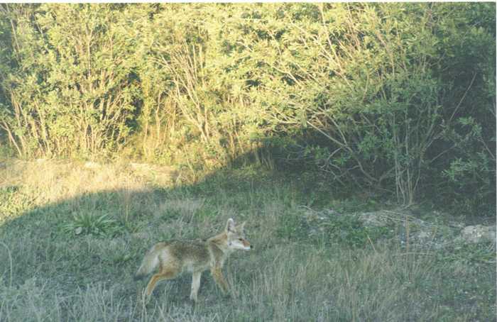 coyote in field
