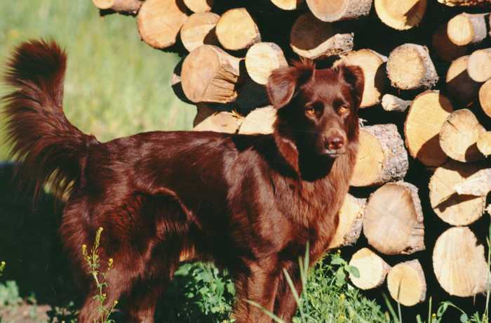 dog by logs