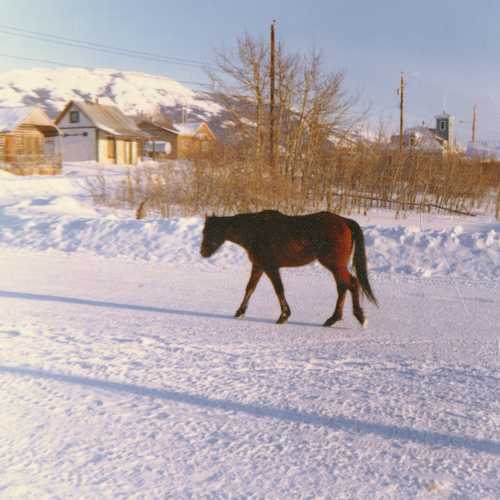 horse on winter road