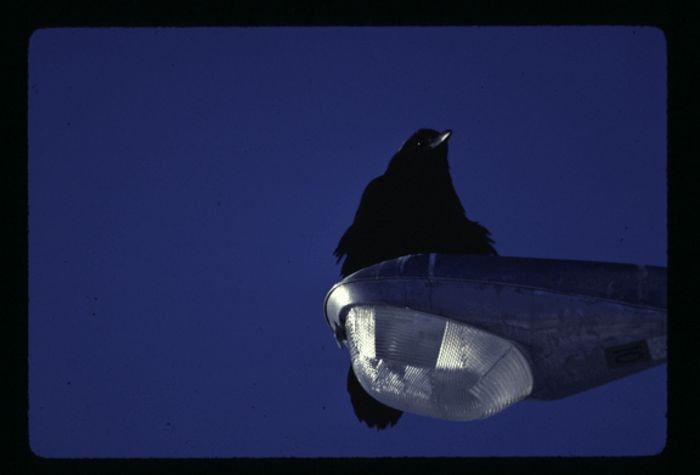 raven on streetlight