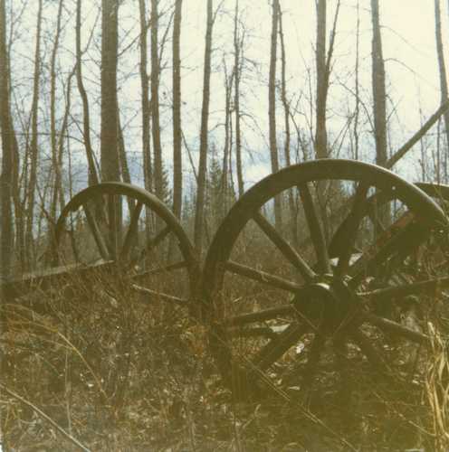 wagonwheels in the forest