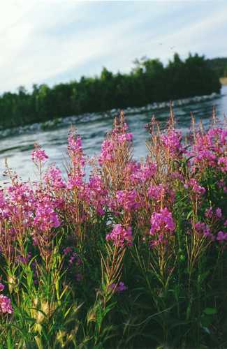fireweed by the water