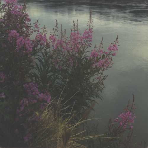 fireweed by water