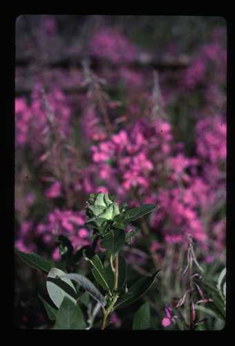 plant closeup with fireweed background