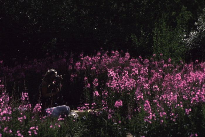 women photographing fireweed