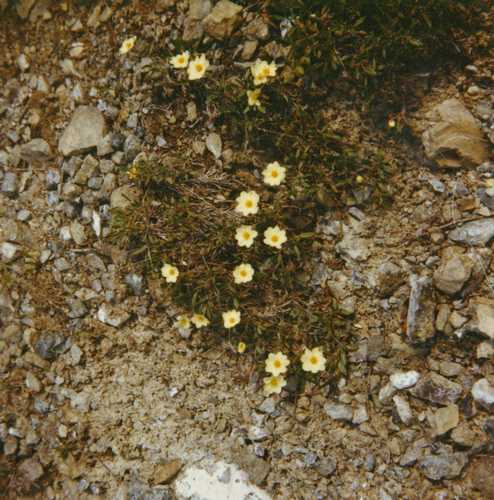 yellow flowers in gravel
