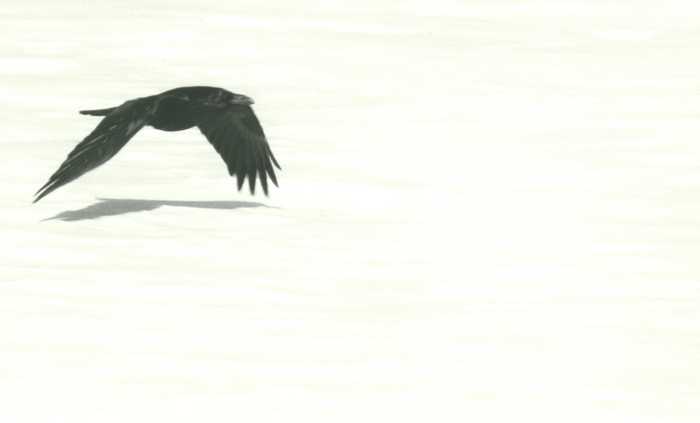 raven on snowscape