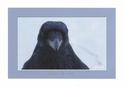 Oskar the Raven