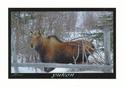 Moose In Town