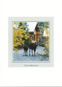 Cow and Calf Moose in Yard