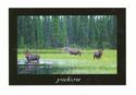 Three Moose