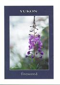 Fireweed