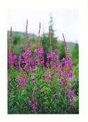 Fireweed