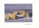 Polar Bears