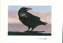 Raven, The Rascal