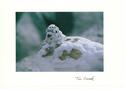 Willow Ptarmigan
