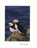 Horned Puffin