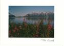 Fireweed