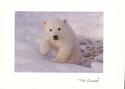 Polar Bear Cub