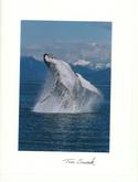 Breaching Humpback Whale