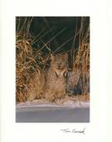 Lynx