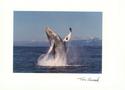 Breaching Humpback Whale