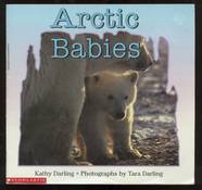 Arctic Babies
