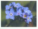 Arctic Forget-Me-Not