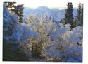 Hoarfrost