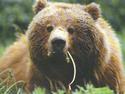 Grizzly Bear