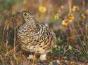 Willow Ptarmigan