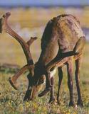 Barren-Ground Caribou