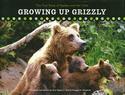 Growing Up Grizzly