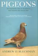 Pigeons