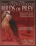 Illustrated Birds of Prey: Red-Tailed Hawk, American Kestral, & Peregrine Falcon